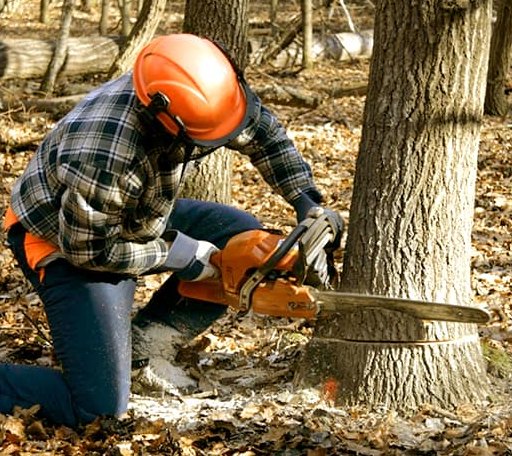 Tree Removal in Haven, KS